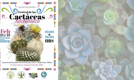 Festival de las cactáceas 2025