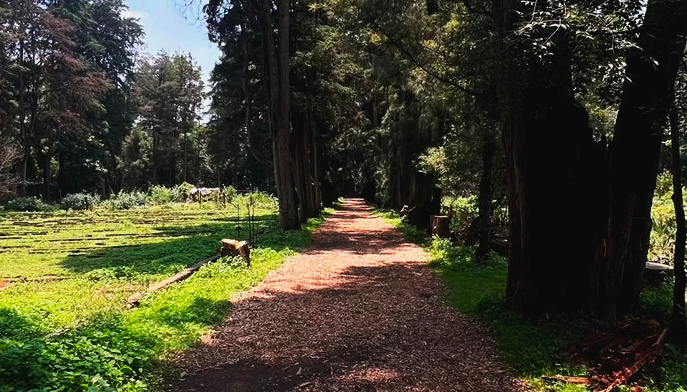 Viveros de Coyoacán