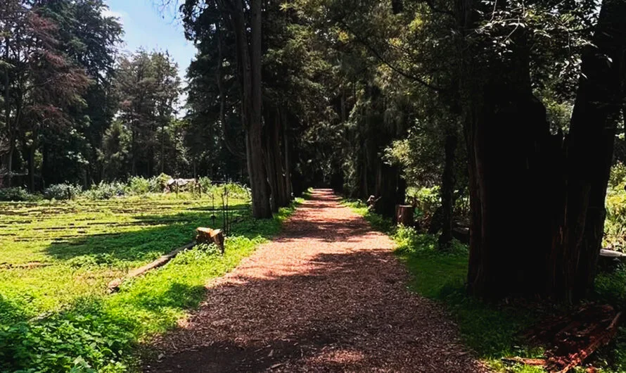 Viveros de Coyoacán