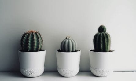 Festival de Macetas CDMX 2026