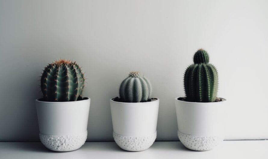 Festival de Macetas CDMX 2026