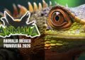 Animalia Primavera 2026 CDMX