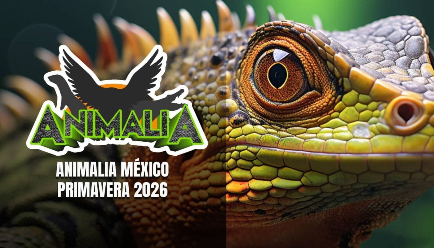 Animalia Primavera 2026 CDMX