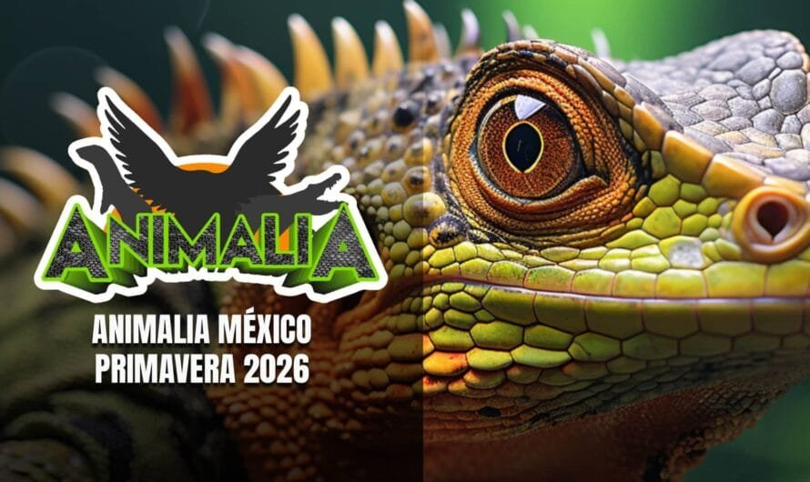 Animalia Primavera 2026: reptiles y fauna exótica en CDMX