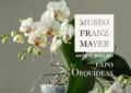 Expo orquídeas en el Franz Mayer