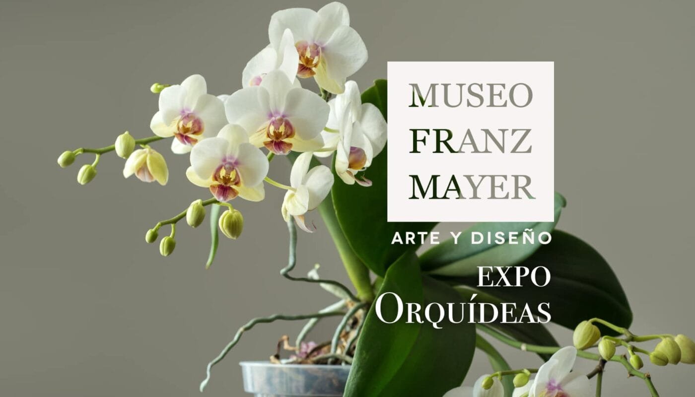 Expo orquídeas en el Franz Mayer