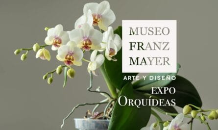 Expo orquídeas en el Franz Mayer