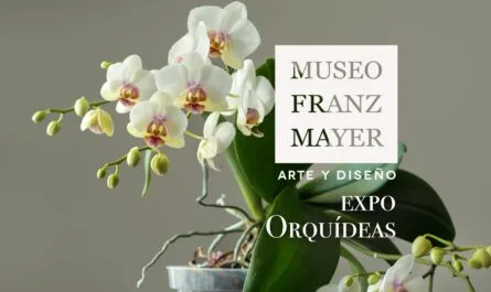 Expo orquídeas en el Franz Mayer